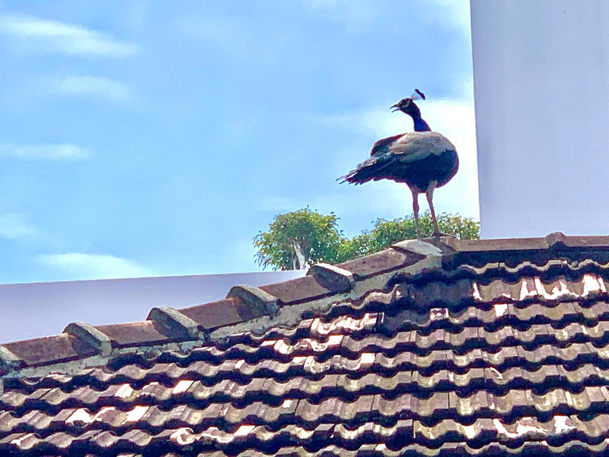 Suite Lanka Hikkaduwa Zewnętrze zdjęcie